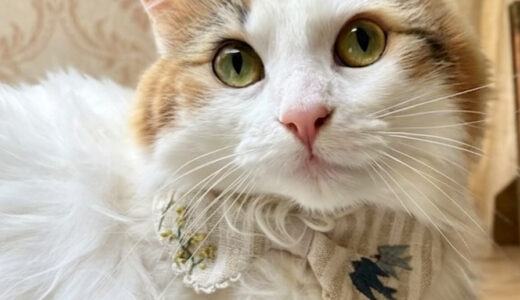 【猫刺繍スタイ】tonttu|猫飼いさん必見の手刺繍スタイ
